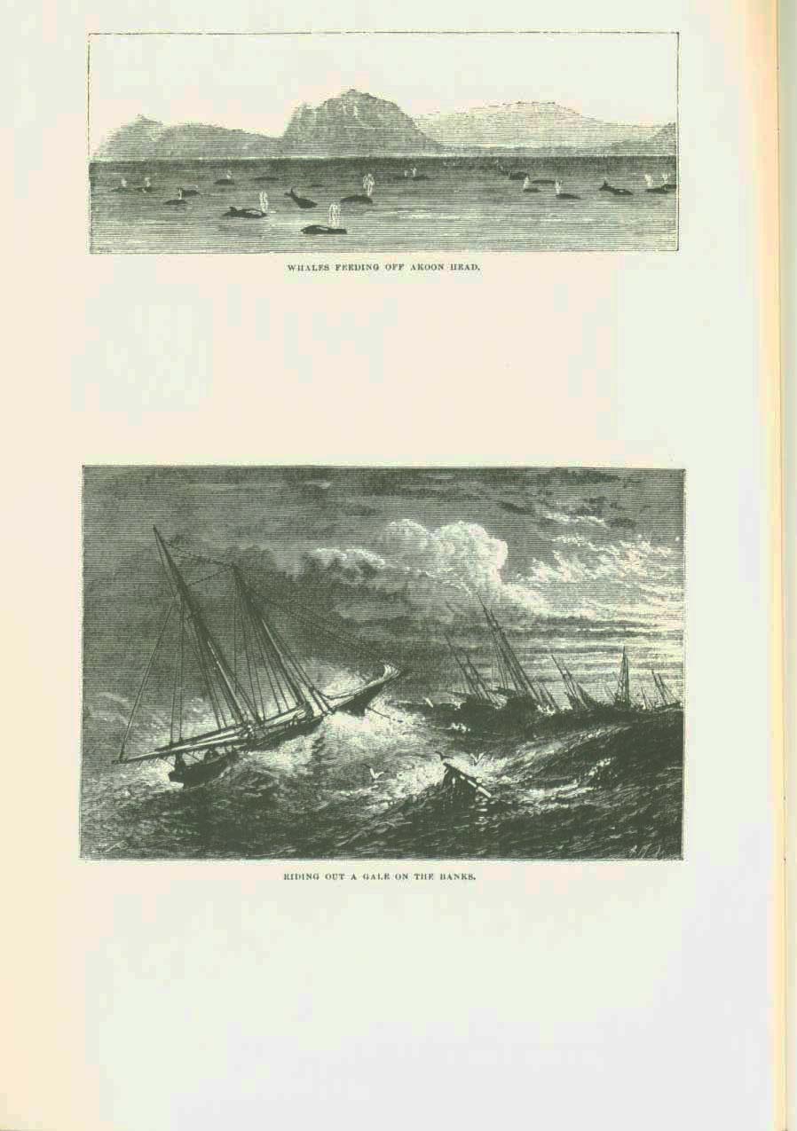 19th century whaling tales. vist0089